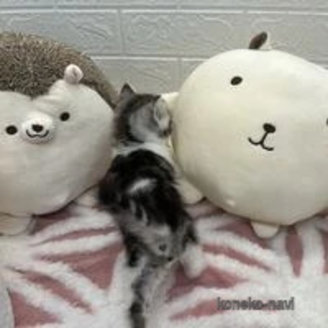 販売中の埼玉県のスコティッシュフォールド-117139の5枚目